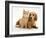 Cream Kitten with Cream Dapple Dachshund Puppy-Jane Burton-Framed Photographic Print