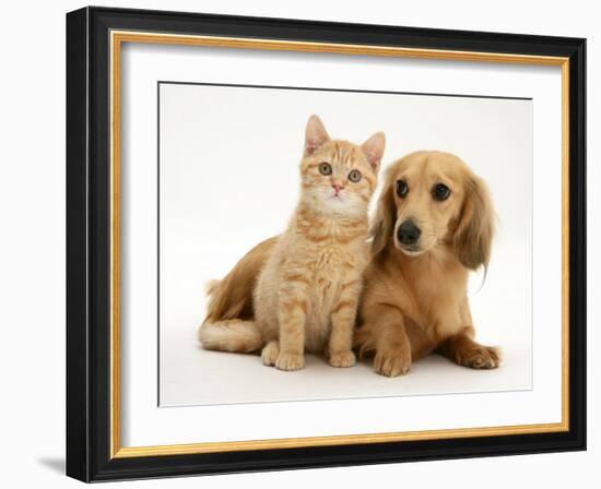 Cream Kitten with Cream Dapple Dachshund Puppy-Jane Burton-Framed Photographic Print