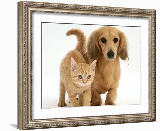 Cream Kitten with Cream Dapple Dachshund Puppy-Jane Burton-Framed Photographic Print