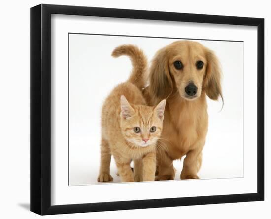 Cream Kitten with Cream Dapple Dachshund Puppy-Jane Burton-Framed Photographic Print