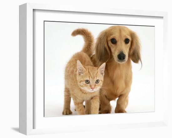 Cream Kitten with Cream Dapple Dachshund Puppy-Jane Burton-Framed Photographic Print