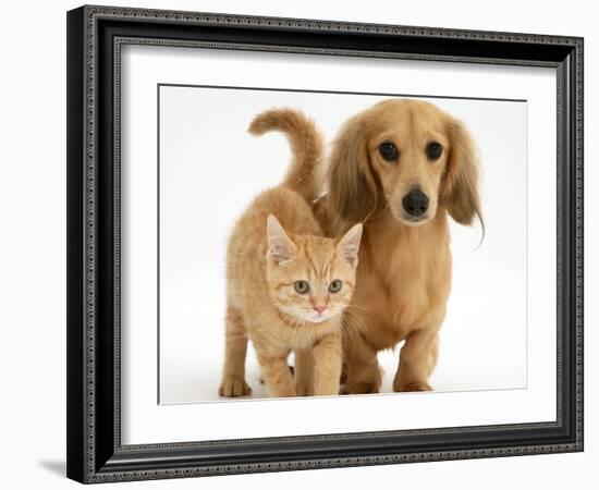 Cream Kitten with Cream Dapple Dachshund Puppy-Jane Burton-Framed Photographic Print