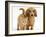 Cream Kitten with Cream Dapple Dachshund Puppy-Jane Burton-Framed Photographic Print