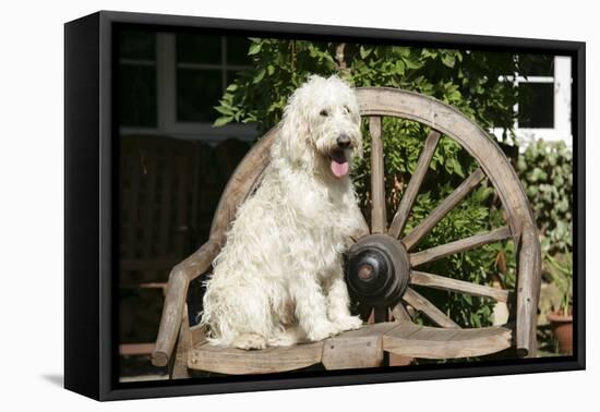 Cream Labradoodle Sitting on Wooden Chair-null-Framed Premier Image Canvas