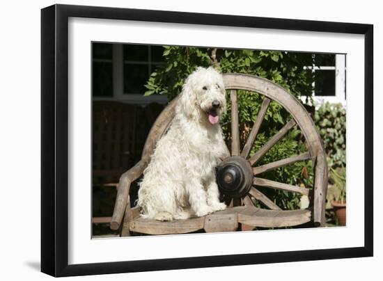 Cream Labradoodle Sitting on Wooden Chair-null-Framed Photographic Print