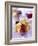 Cream Puff with Cherries-Frank Wieder-Framed Photographic Print