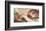 Creation of Adam-Michelangelo Buonarroti-Framed Premium Giclee Print