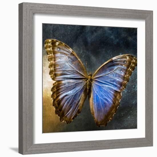 Creative Image of a Mounted Exotic Butterfly-Trigger Image-Framed Photographic Print