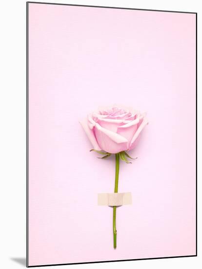 Creative Valentines Day Still Life Concept, Pink Rose in Greeting Card on Pink Paper-Fisher Photostudio-Mounted Photographic Print