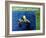 Creature from the Black Lagoon, 1954-null-Framed Photo