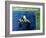 Creature from the Black Lagoon, 1954-null-Framed Photo