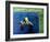 Creature from the Black Lagoon, 1954-null-Framed Photo