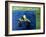 Creature from the Black Lagoon, 1954-null-Framed Photo