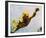 Creature from the Black Lagoon-null-Framed Photo