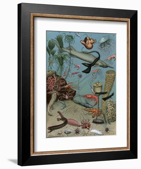 Creatures of the Sea Floor, Including Fish, Starfish, Sea Urchins, Crustaceans, Polyps-null-Framed Giclee Print