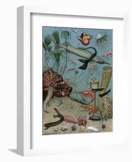 Creatures of the Sea Floor, Including Fish, Starfish, Sea Urchins, Crustaceans, Polyps-null-Framed Giclee Print