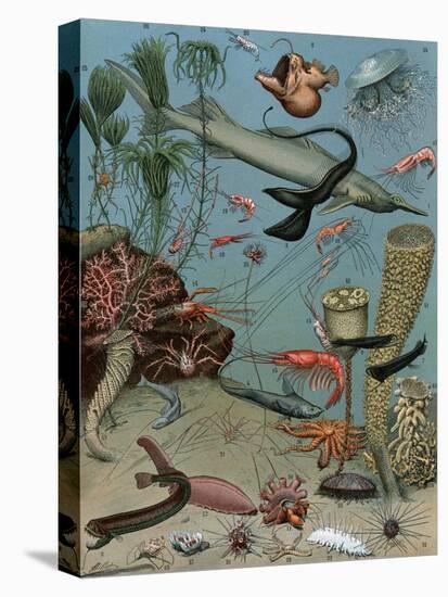 Stretched Canvas Print, , large