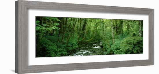 Creek Flowing Through a Forest, Canning Creek, Quinault Rain Forest, Olympic National Park-null-Framed Photographic Print