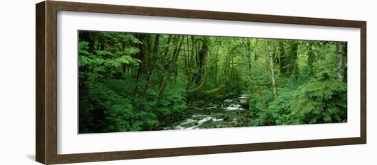 Creek Flowing Through a Forest, Canning Creek, Quinault Rain Forest, Olympic National Park-null-Framed Photographic Print