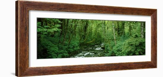 Creek Flowing Through a Forest, Canning Creek, Quinault Rain Forest, Olympic National Park-null-Framed Photographic Print