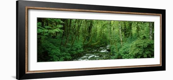 Creek Flowing Through a Forest, Canning Creek, Quinault Rain Forest, Olympic National Park-null-Framed Photographic Print