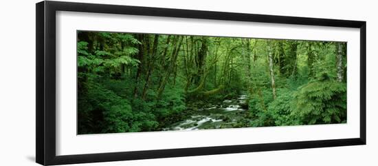 Creek Flowing Through a Forest, Canning Creek, Quinault Rain Forest, Olympic National Park-null-Framed Photographic Print