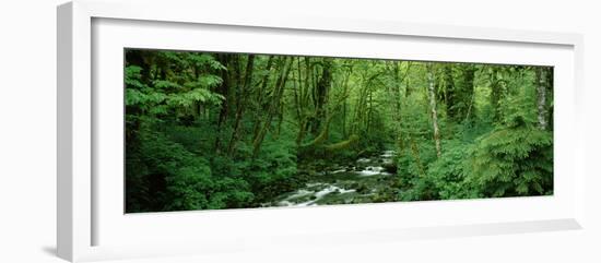 Creek Flowing Through a Forest, Canning Creek, Quinault Rain Forest, Olympic National Park-null-Framed Photographic Print