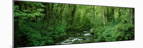 Creek Flowing Through a Forest, Canning Creek, Quinault Rain Forest, Olympic National Park-null-Mounted Photographic Print