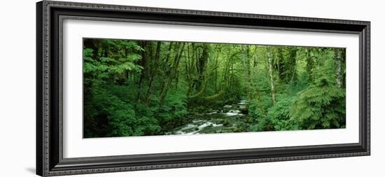 Creek Flowing Through a Forest, Canning Creek, Quinault Rain Forest, Olympic National Park-null-Framed Photographic Print