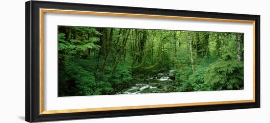 Creek Flowing Through a Forest, Canning Creek, Quinault Rain Forest, Olympic National Park-null-Framed Photographic Print