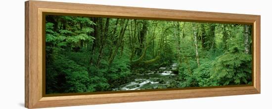 Creek Flowing Through a Forest, Canning Creek, Quinault Rain Forest, Olympic National Park-null-Framed Premier Image Canvas