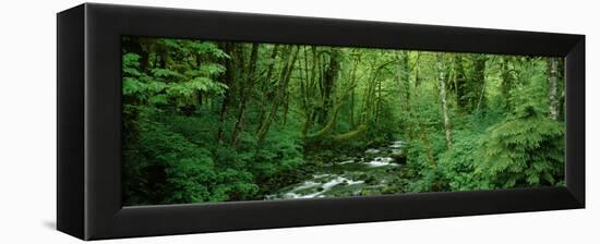 Creek Flowing Through a Forest, Canning Creek, Quinault Rain Forest, Olympic National Park-null-Framed Premier Image Canvas