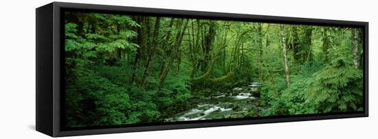 Creek Flowing Through a Forest, Canning Creek, Quinault Rain Forest, Olympic National Park-null-Framed Premier Image Canvas