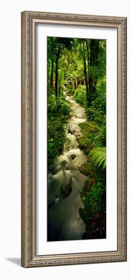 Creek Flowing Through a Rainforest, North of Hilo, Big Island, Hawaii, Usa-null-Framed Photographic Print
