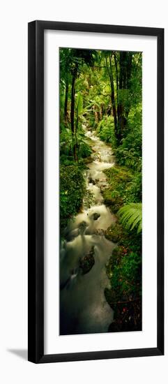 Creek Flowing Through a Rainforest, North of Hilo, Big Island, Hawaii, Usa-null-Framed Photographic Print