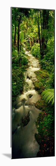 Creek Flowing Through a Rainforest, North of Hilo, Big Island, Hawaii, Usa-null-Mounted Photographic Print