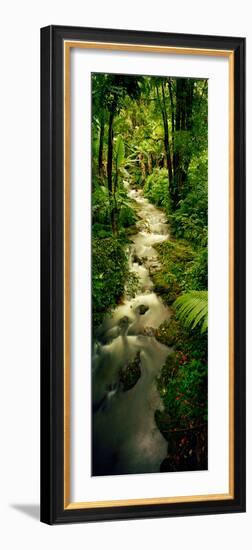 Creek Flowing Through a Rainforest, North of Hilo, Big Island, Hawaii, Usa-null-Framed Photographic Print