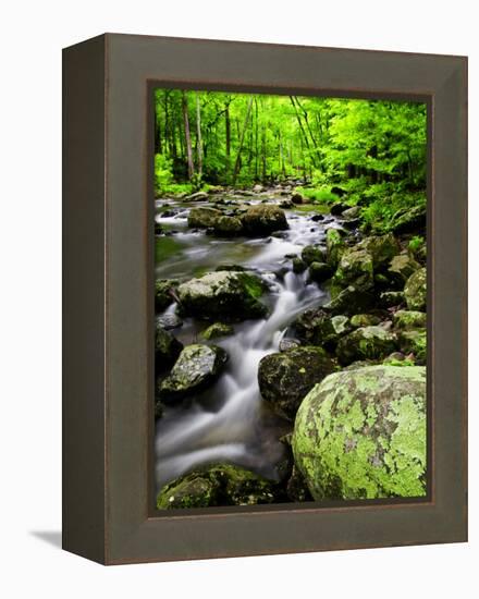 Creek Flows Through Forest, Shenandoah National Park, Virginia, USA-Jay O'brien-Framed Premier Image Canvas