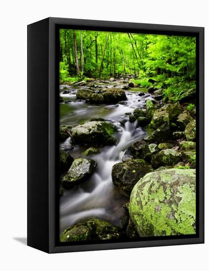 Creek Flows Through Forest, Shenandoah National Park, Virginia, USA-Jay O'brien-Framed Premier Image Canvas