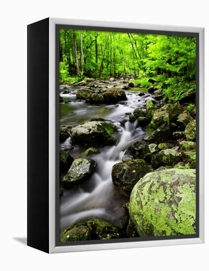 Creek Flows Through Forest, Shenandoah National Park, Virginia, USA-Jay O'brien-Framed Premier Image Canvas