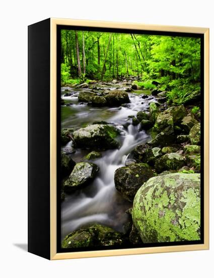 Creek Flows Through Forest, Shenandoah National Park, Virginia, USA-Jay O'brien-Framed Premier Image Canvas