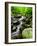 Creek Flows Through Forest, Shenandoah National Park, Virginia, USA-Jay O'brien-Framed Photographic Print