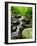 Creek Flows Through Forest, Shenandoah National Park, Virginia, USA-Jay O'brien-Framed Photographic Print