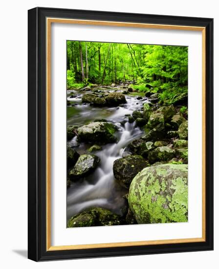 Creek Flows Through Forest, Shenandoah National Park, Virginia, USA-Jay O'brien-Framed Photographic Print