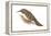 Creeper (Certhia Familiaris), Birds-Encyclopaedia Britannica-Framed Stretched Canvas