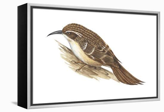 Creeper (Certhia Familiaris), Birds-Encyclopaedia Britannica-Framed Stretched Canvas