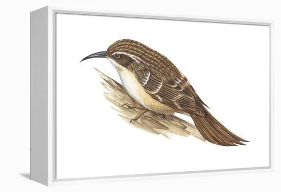 Creeper (Certhia Familiaris), Birds-Encyclopaedia Britannica-Framed Stretched Canvas