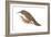 Creeper (Certhia Familiaris), Birds-Encyclopaedia Britannica-Framed Art Print