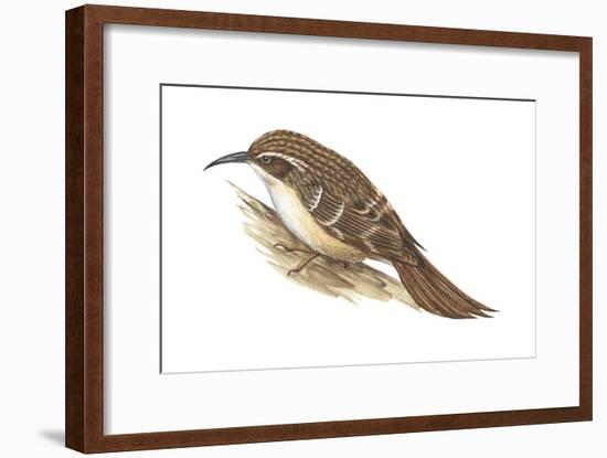 Creeper (Certhia Familiaris), Birds-Encyclopaedia Britannica-Framed Art Print