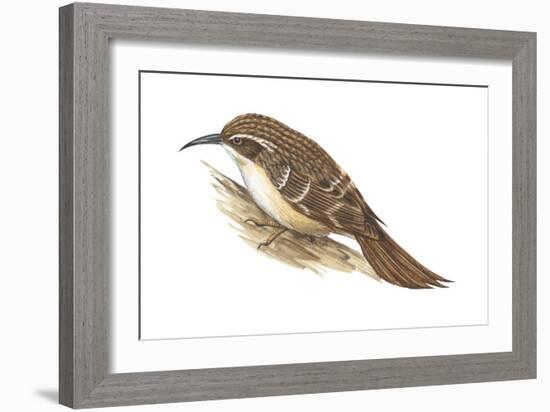 Creeper (Certhia Familiaris), Birds-Encyclopaedia Britannica-Framed Art Print